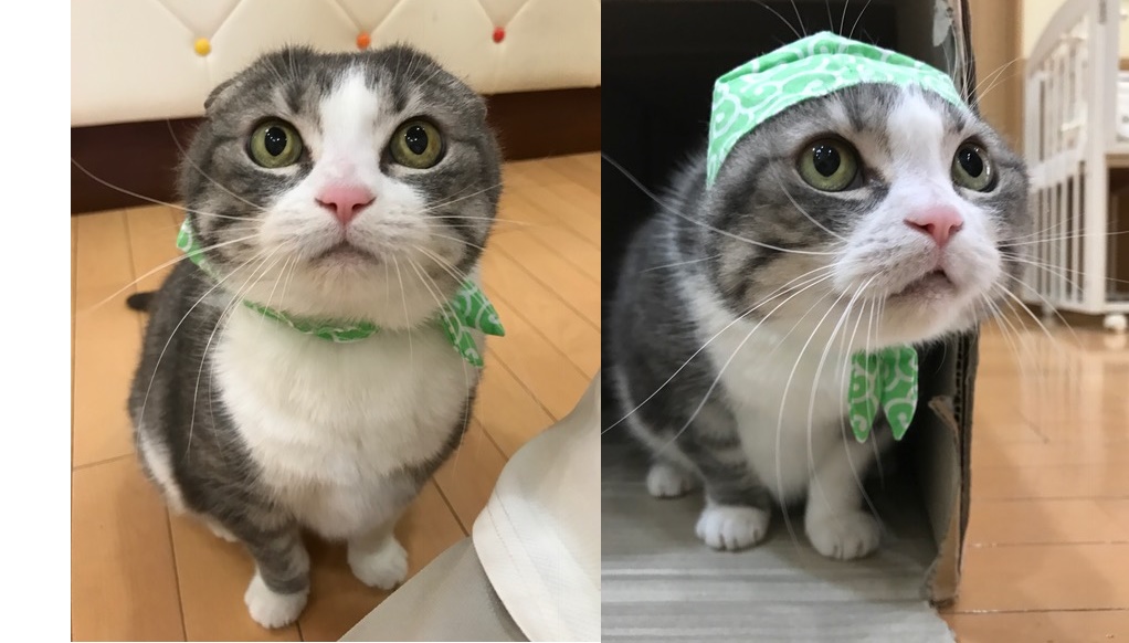 猫どろぼう